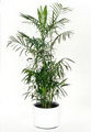 Chamaedorea Seifrizii